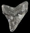 Juvenile Megalodon Tooth #56607-1